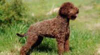 kivircik-kopek-cinsleri-Lagotto-Romagnolo