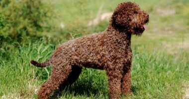 kivircik-kopek-cinsleri-Lagotto-Romagnolo