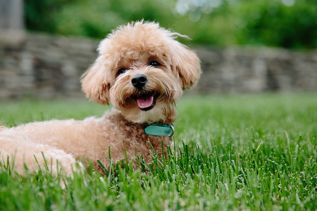 kıvırcık köpek cinsleri Poodle